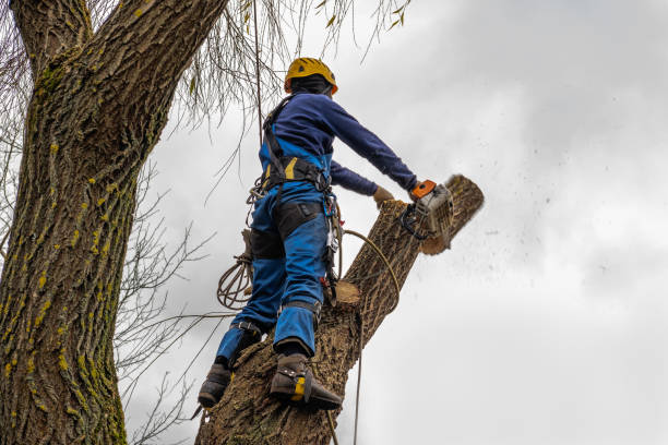 Best Tree and Shrub Care  in Ovilla, TX