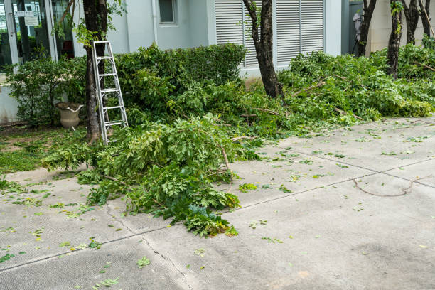 Best Tree Trimming and Pruning  in Ovilla, TX