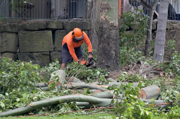 Best Lot and Land Clearing Services  in Ovilla, TX